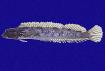 Image of Dialommus macrocephalus (Foureye rockskipper)