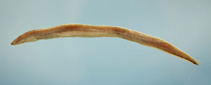 Image of Dysomma anguillare (Shortbelly eel)