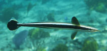 Image of Echeneis neucratoides (Whitefin sharksucker)