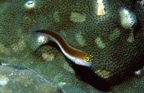 Image of Ecsenius pulcher (Gulf blenny)