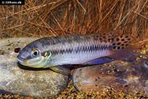 Image of Enigmatochromis lucanusi 