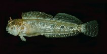 Image of Entomacrodus sealei (Seale\