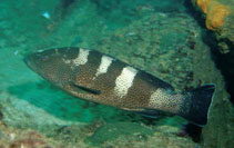 Image of Epinephelus gabriellae (Multispotted grouper)