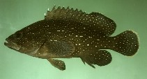 Image of Epinephelus polystigma (White-dotted grouper)