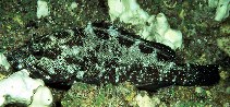 Image of Epinephelus socialis (Surge grouper)