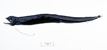 Image of Eustomias enbarbatus (Barbate dragonfish)