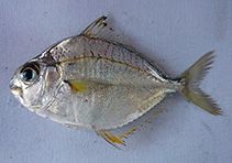 Image of Eubleekeria jonesi (Jones’ pony fish)