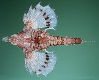 Image of Eurypegasus papilio (Hawaiian sea-moth fish)