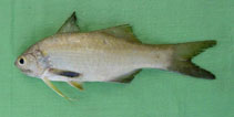 Image of Filimanus similis (Indian sevenfinger threadfin)