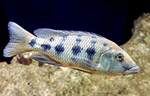Image of Fossorochromis rostratus 