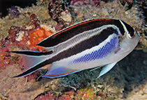 Image of Genicanthus bellus (Ornate angelfish)