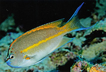 Image of Genicanthus bellus (Ornate angelfish)