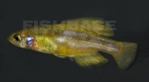 Image of Girardinichthys multiradiatus (Darkedged splitfin)