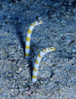 Image of Gorgasia preclara (Splendid garden eel)