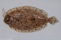Image of Grammatobothus pennatus (Pennant flounder)