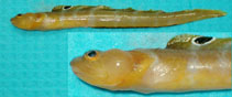 Image of Gymnelus viridis (Fish doctor)