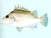 Image of Hapalogenys kishinouyei (Lined javelinfish)