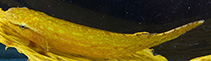 Image of Haplocylix littoreus (Giant clingfish)