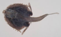 Image of Halieutopsis margaretae 