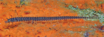 Image of Halicampus nitidus (Glittering pipefish)