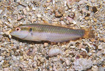 Image of Halichoeres salmofasciatus (Red-striped wrasse)