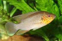 Image of Rubricatochromis cerasogaster 