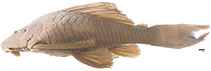 Image of Hypostomus maracaiboensis 