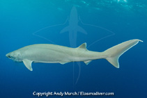 Image of Hexanchus nakamurai (Bigeyed sixgill shark)