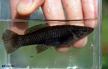 Image of Heterandria tuxtlaensis (Livebearing fish)