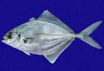 Image of Hemicaranx zelotes (Blackfin jack)