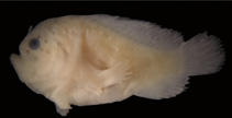 Image of Histiophryne maggiewalker (Queensland frogfish)