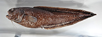 Image of Hoplobrotula badia 