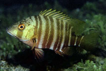 Image of Hoplopagrus guentherii (Mexican barred snapper)