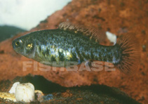 Image of Hubbsina turneri (Highland splitfin)
