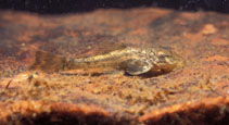 Image of Hypostomus ancistroides 
