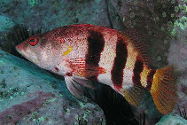 Image of Hypoplectrodes nigroruber (Banded seaperch)