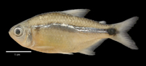 Image of Hyphessobrycon ocasoensis 