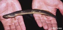 Image of Ichthyomyzon unicuspis (Silver lamprey)