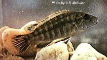 Image of Labidochromis shiranus 