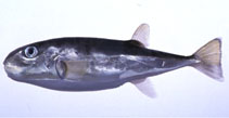 Image of Lagocephalus wheeleri 