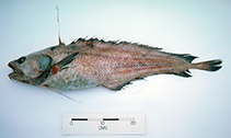 Image of Lepidion inosimae (Morid cod)