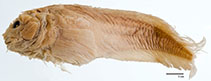 Image of Liparis megacephalus (Bighead snailfish)
