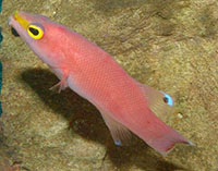 Image of Liopropoma mowbrayi (Cave bass)
