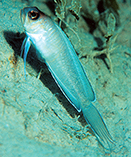 Image of Lonchopisthus micrognathus (Swordtail jawfish)