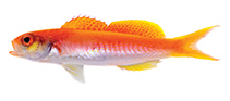 Image of Luzonichthys kiomeamea (Rapa Nui splitfin)