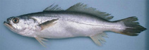 Image of Macrodon atricauda (Southern King Weakfish)