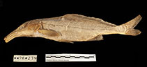 Image of Mormyrus tenuirostris (Athi elephant-snout fish)