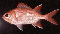 Image of Myripristis woodsi (Whitespot soldierfish)
