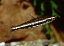 Image of Nannostomus digrammus (Twostripe pencilfish)