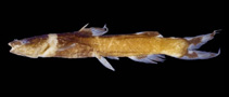 Image of Nanobagrus torquatus 